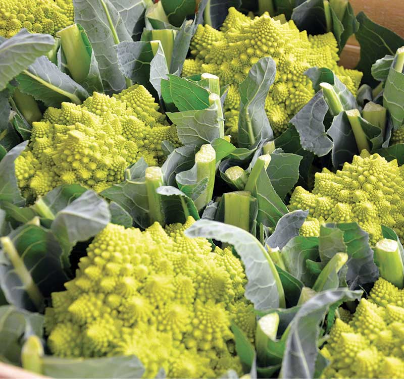 fruttera-broccolo romanesco