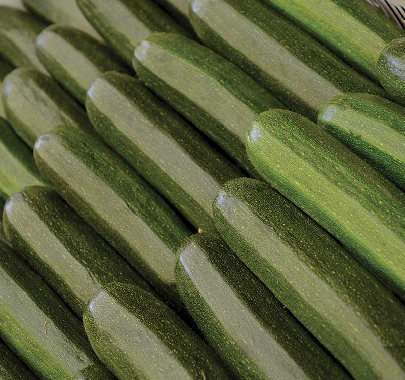 fruttera-zucchine